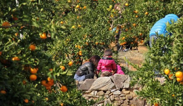 Gamagori Orange Park