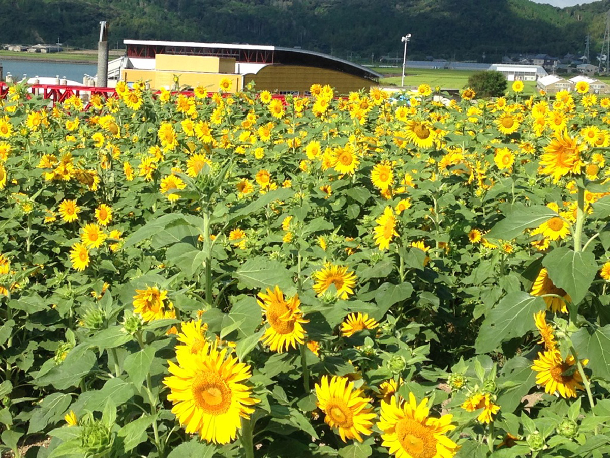 Sante Park Tahara 