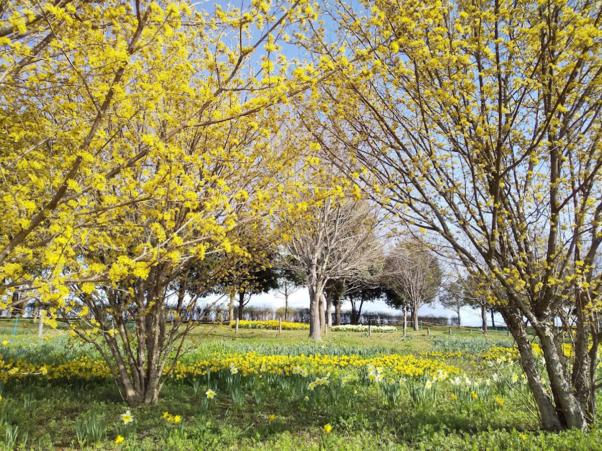 Flower Park Konan, Kiso Sansen National Government Park