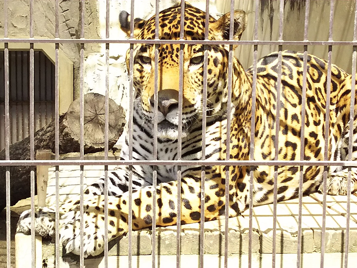 Higashiyama Zoo and Botanical Gardens and Higashiyama Sky Tower