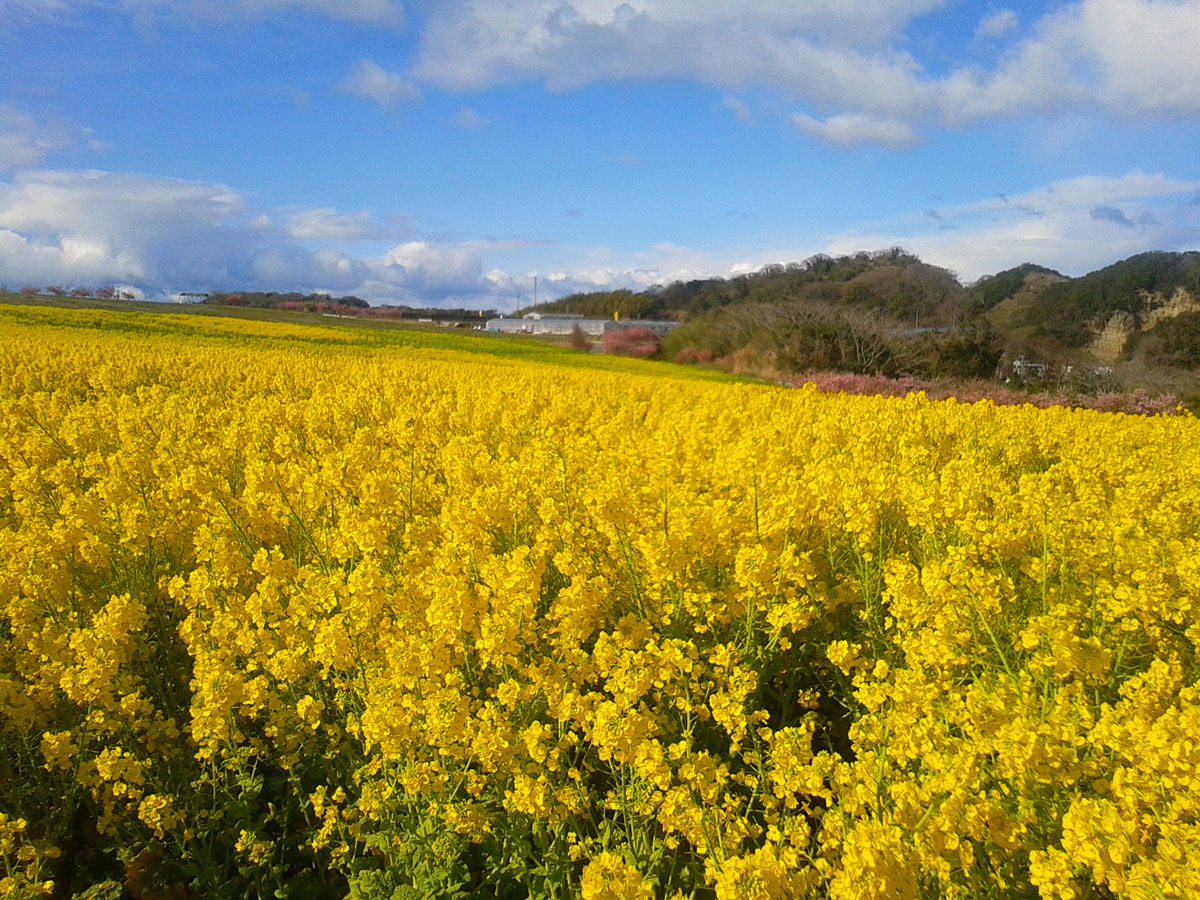 Tourism Farm Hana Hiroba