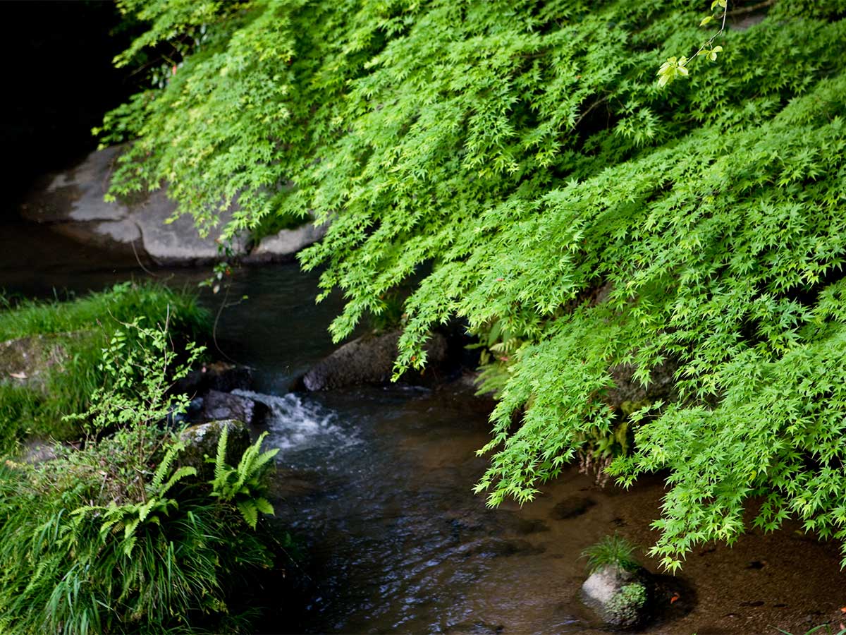 Otaki Gorge (Otaki Keikoku)