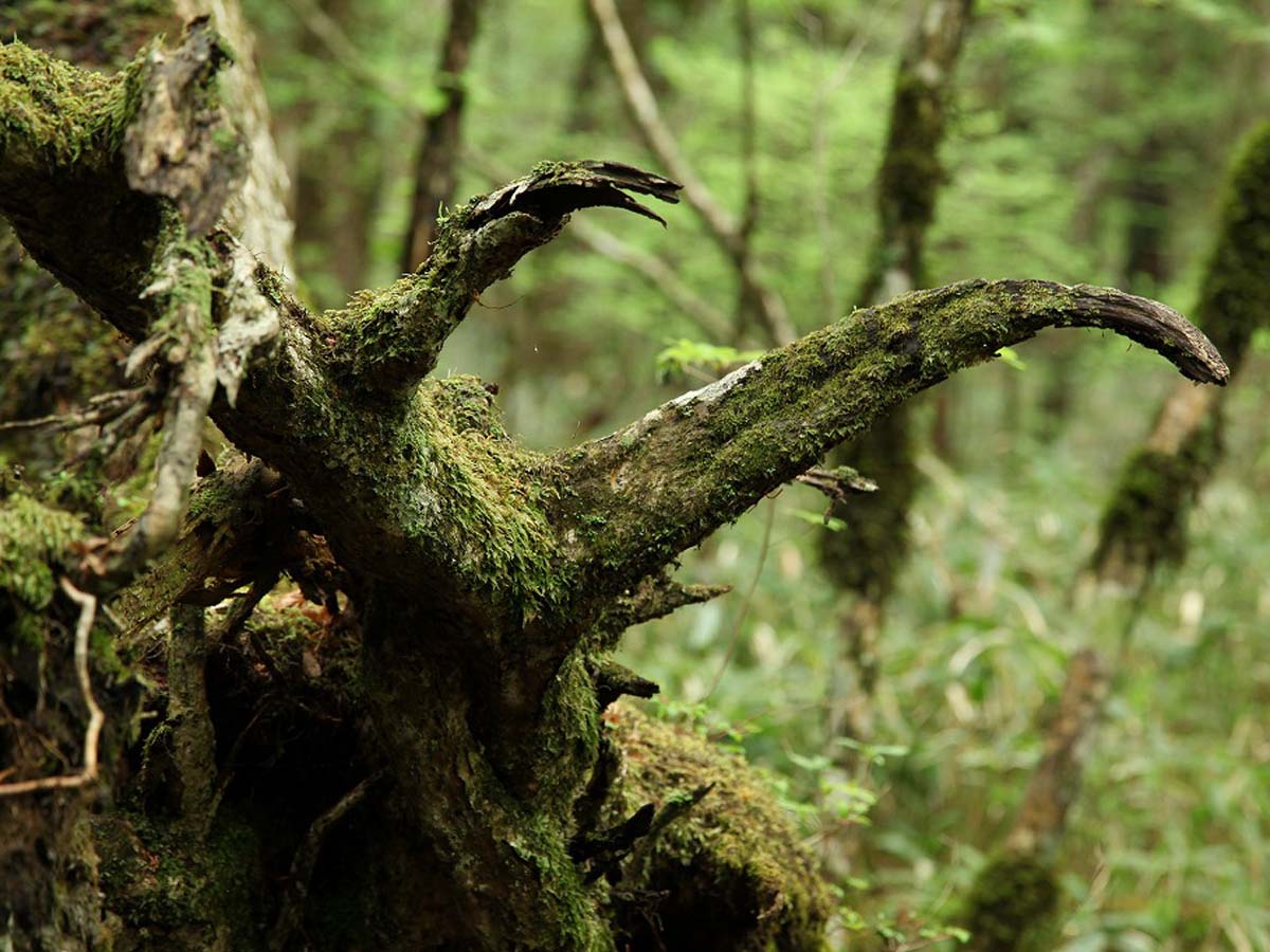 Dando Uradani Old-Growth Forest (Kirara no Mori Forest)
