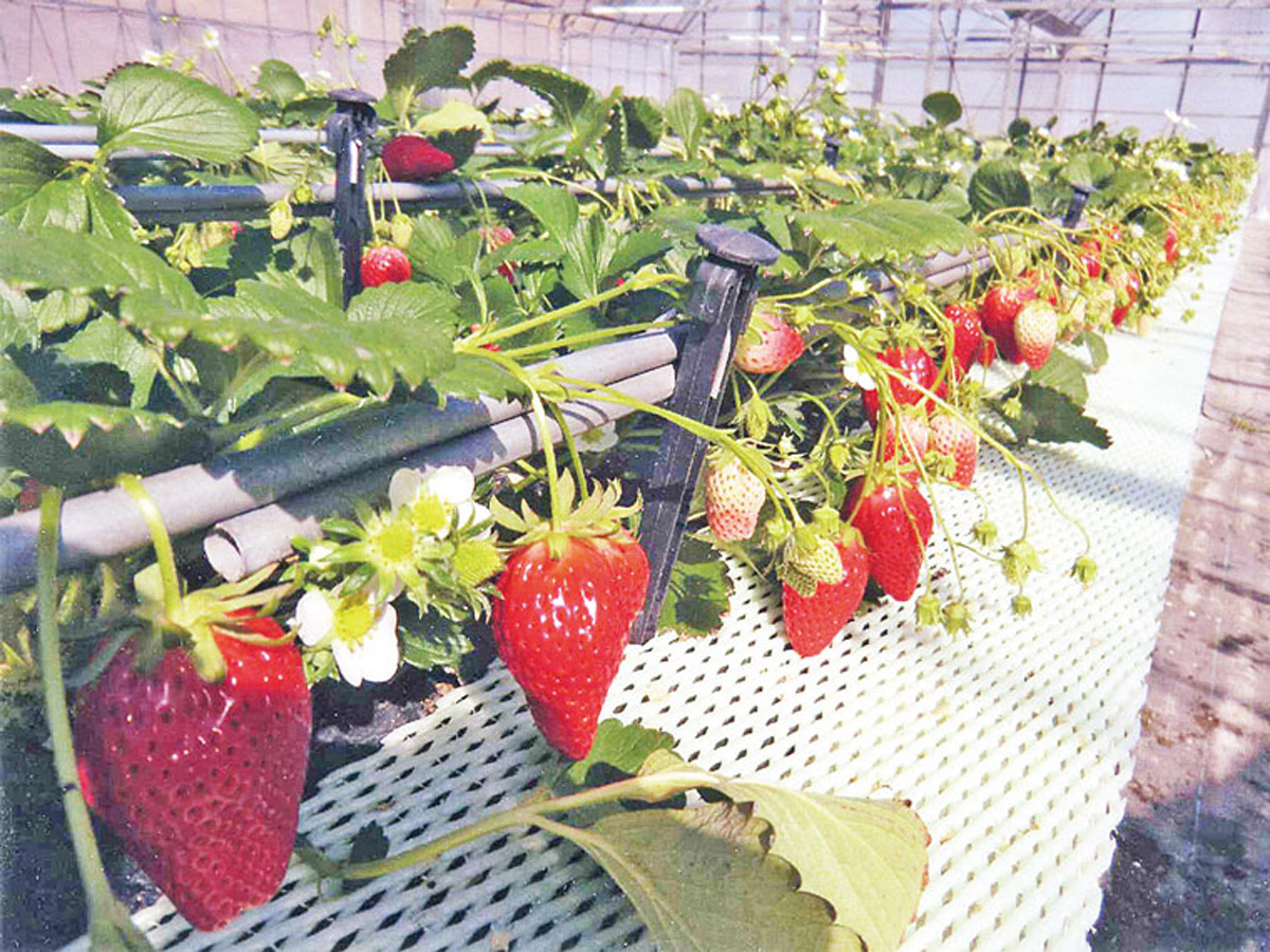 Strawberry Picking