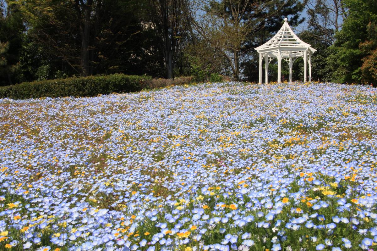 名古屋港野花花园 Blue Bonnet