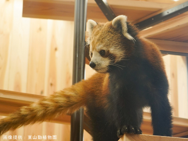 名古屋東山動植物園和東山天空塔
