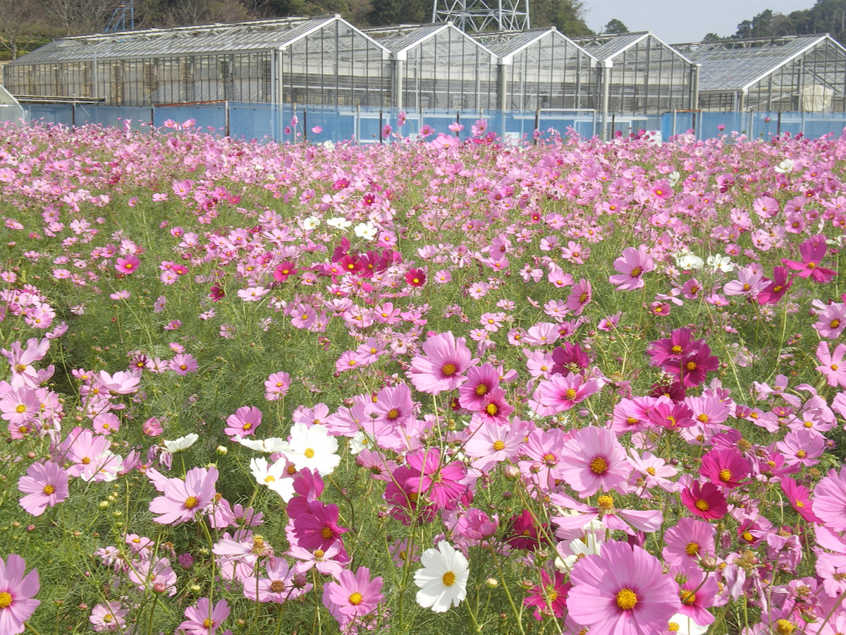 Sante Park Tahara 
