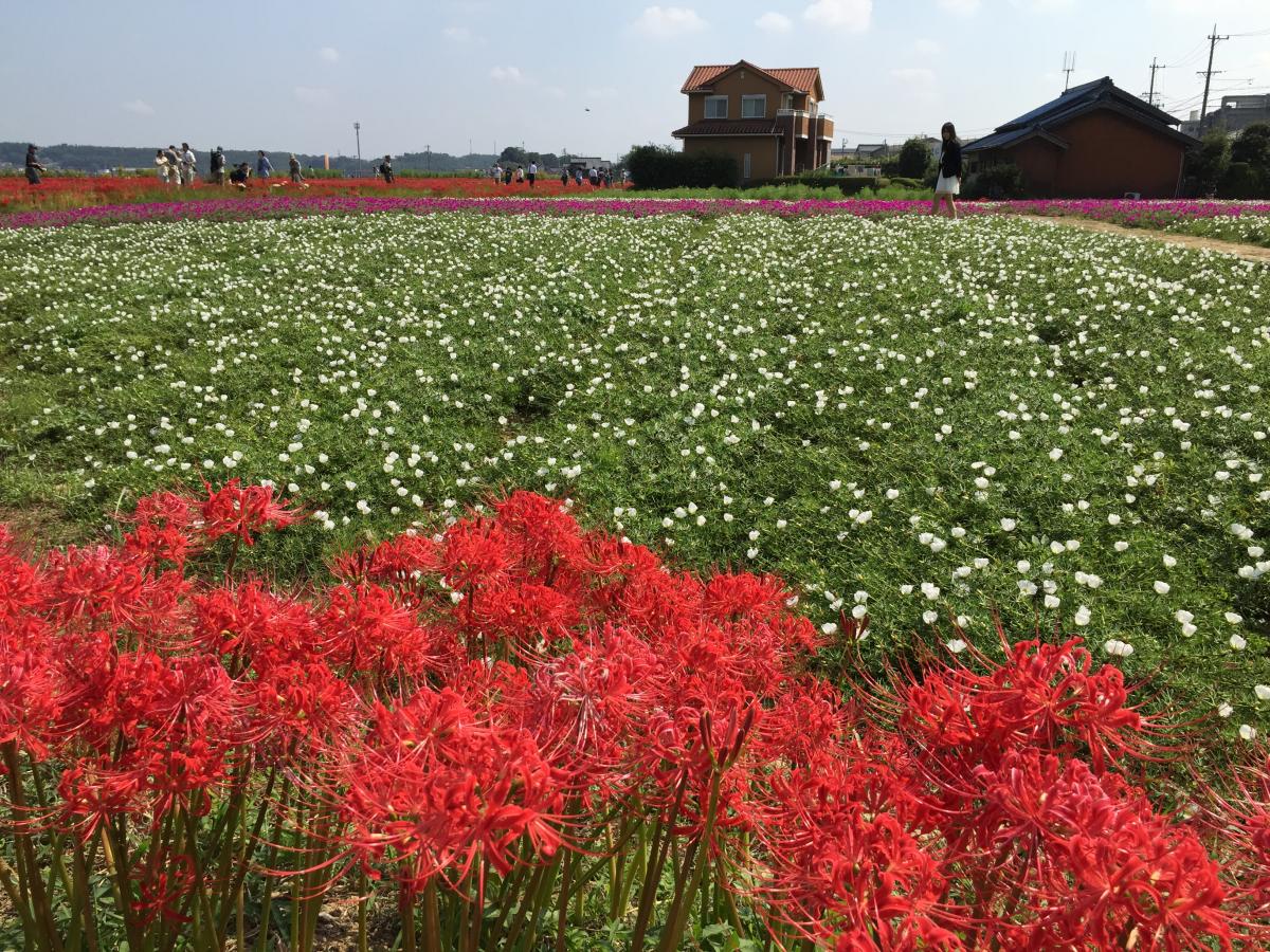 矢勝川(彼岸花)