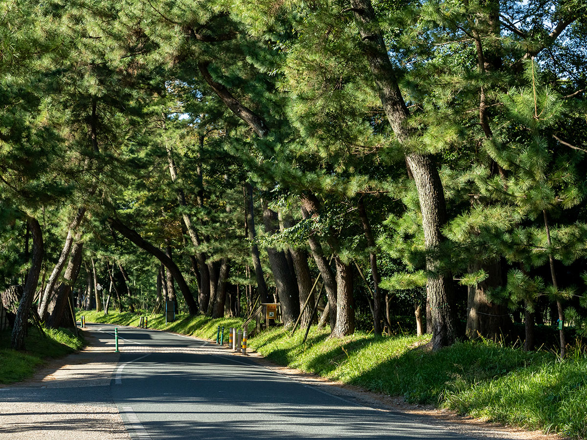 御油松木街道樹(赤坂～御油宿)