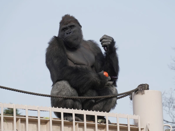 名古屋東山動植物園和東山天空塔
