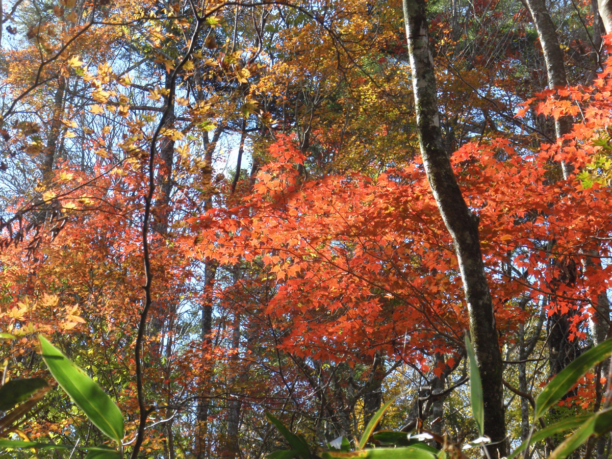 Dando Uradani Old-Growth Forest (Kirara no Mori Forest)