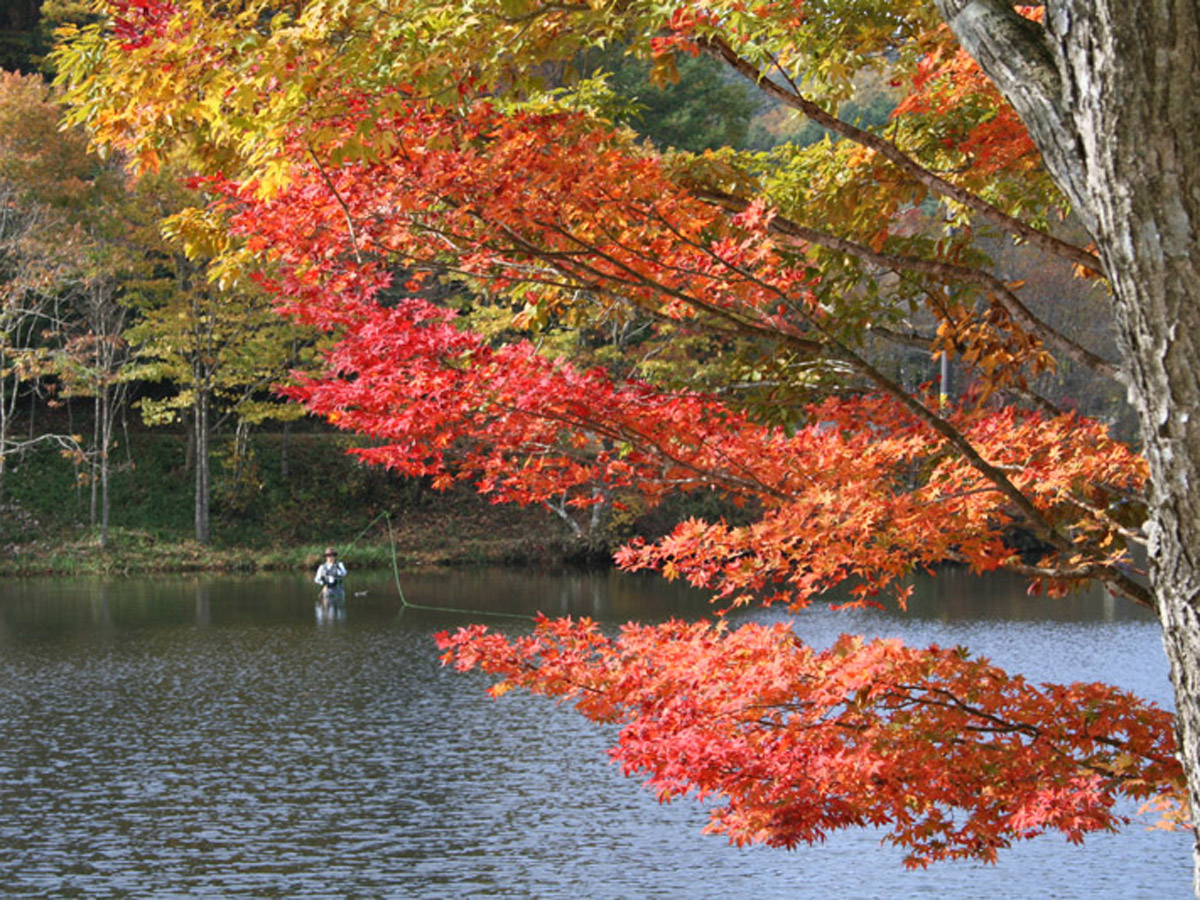 Dando Uradani Old-Growth Forest (Kirara no Mori Forest)