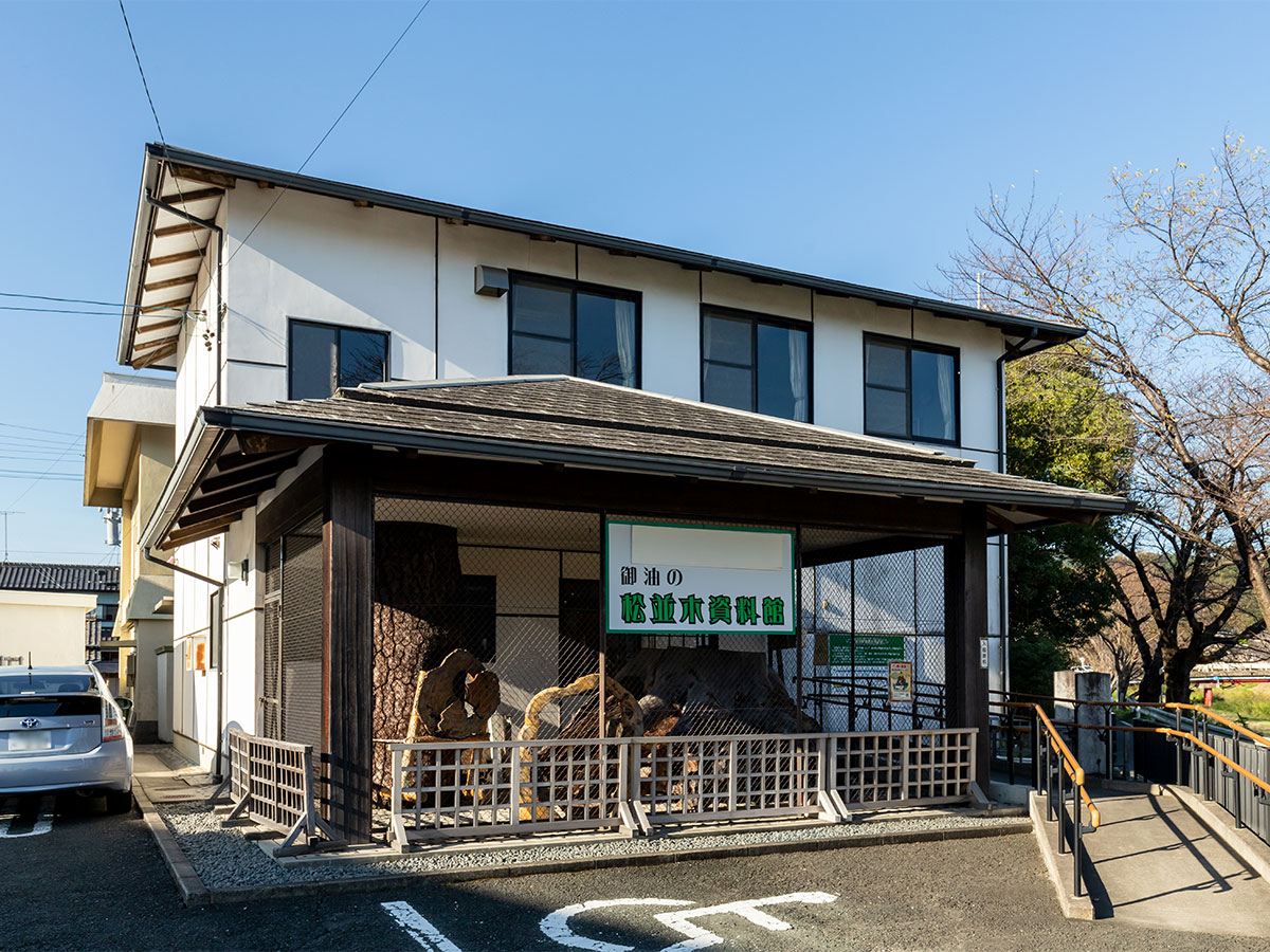 御油松木街道樹(赤坂～御油宿)