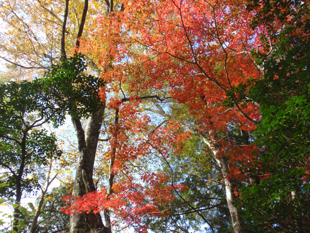 Dando Uradani Old-Growth Forest (Kirara no Mori Forest)