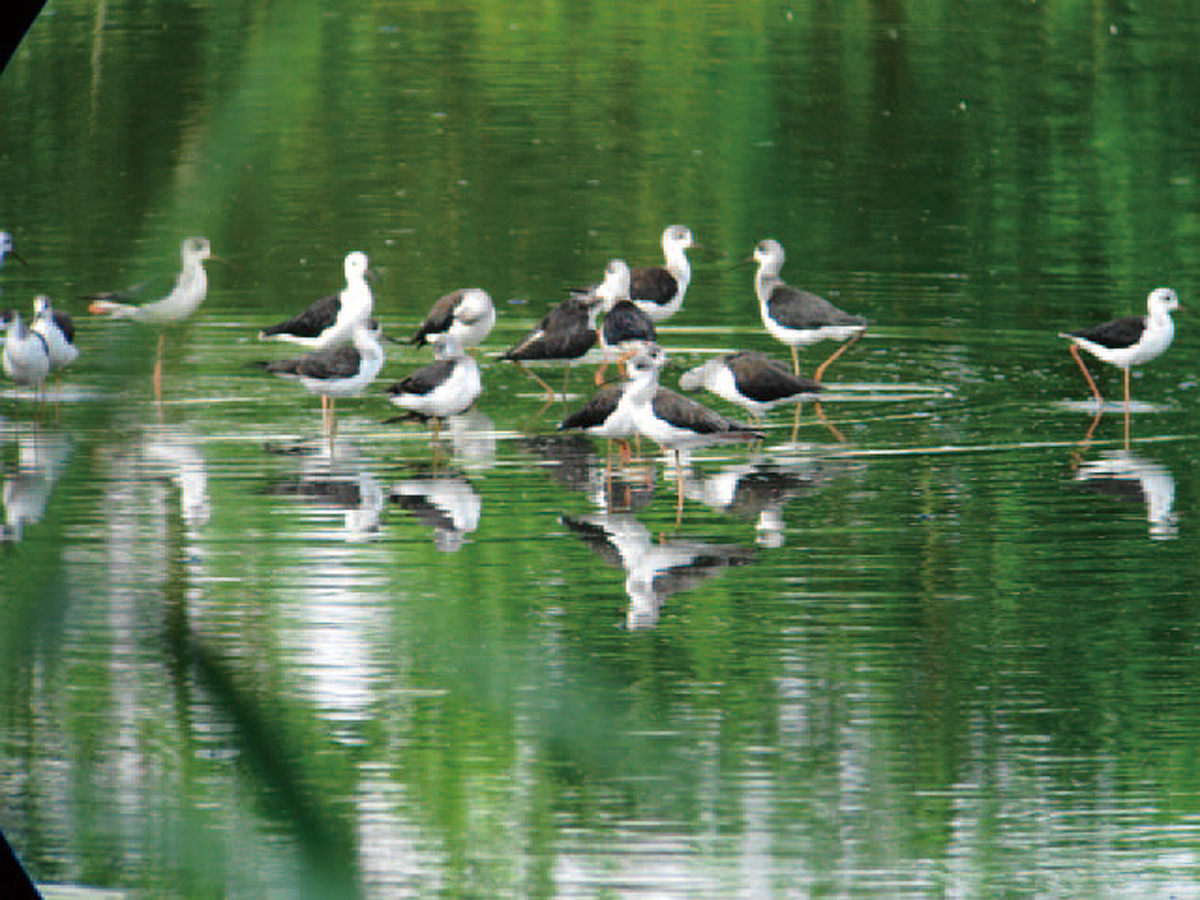 Aichi Prefectural Yatomi Wild Bird Sanctuary