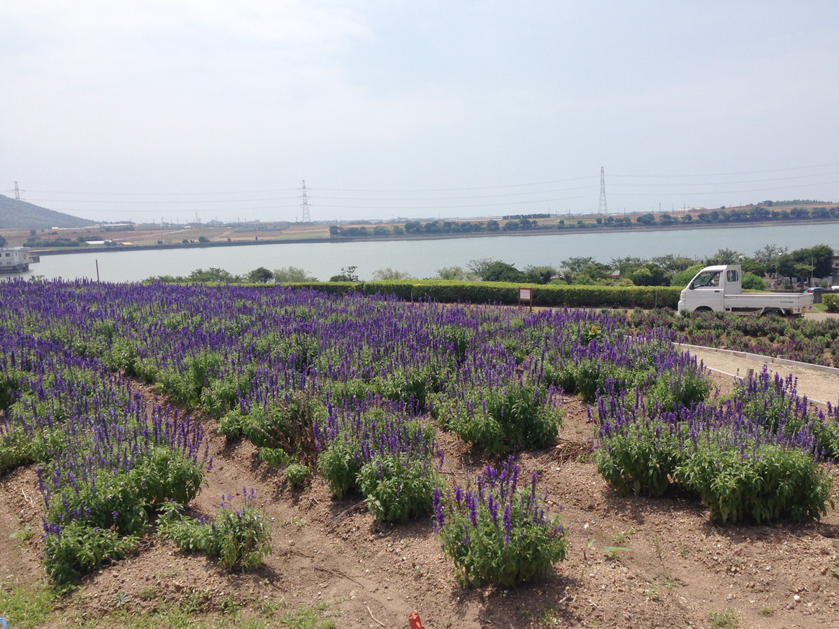 Sante Park Tahara 