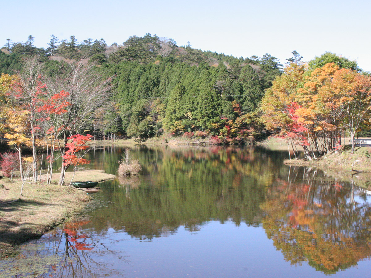 Dando Uradani Old-Growth Forest (Kirara no Mori Forest)