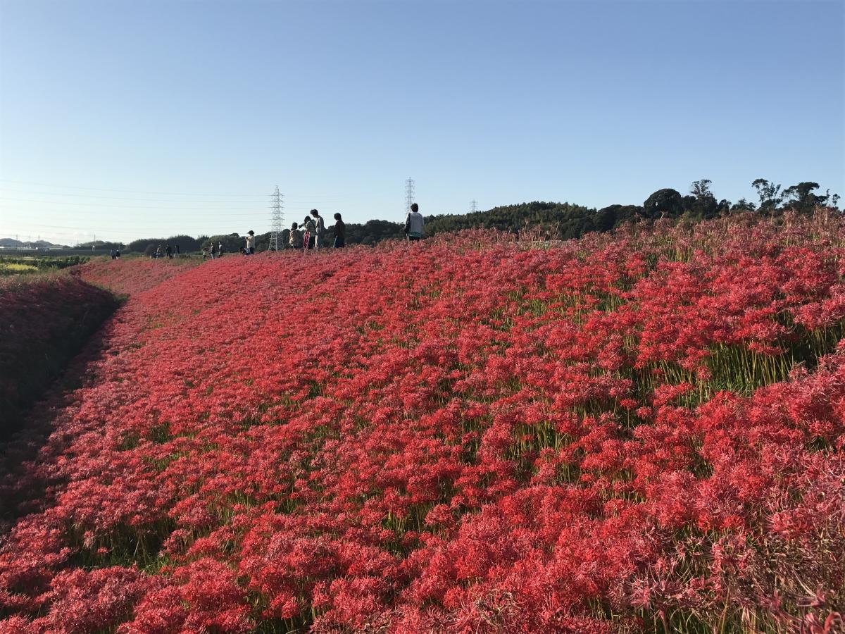 矢勝川(彼岸花)