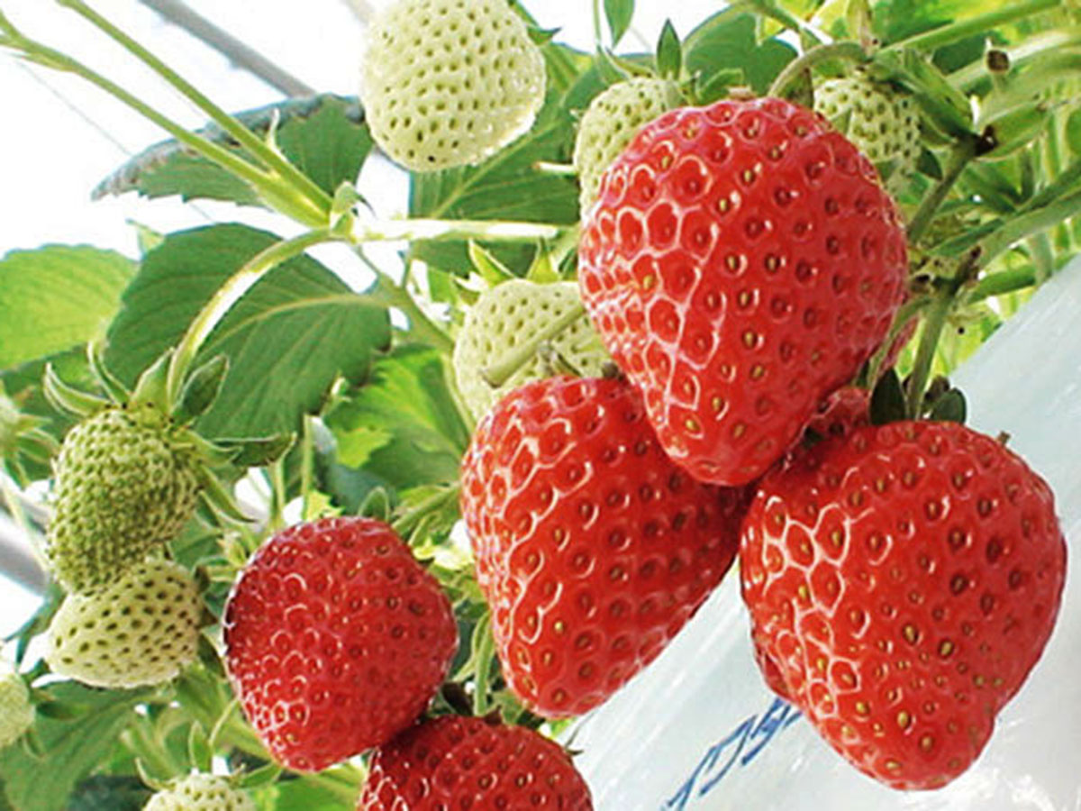Strawberry Picking