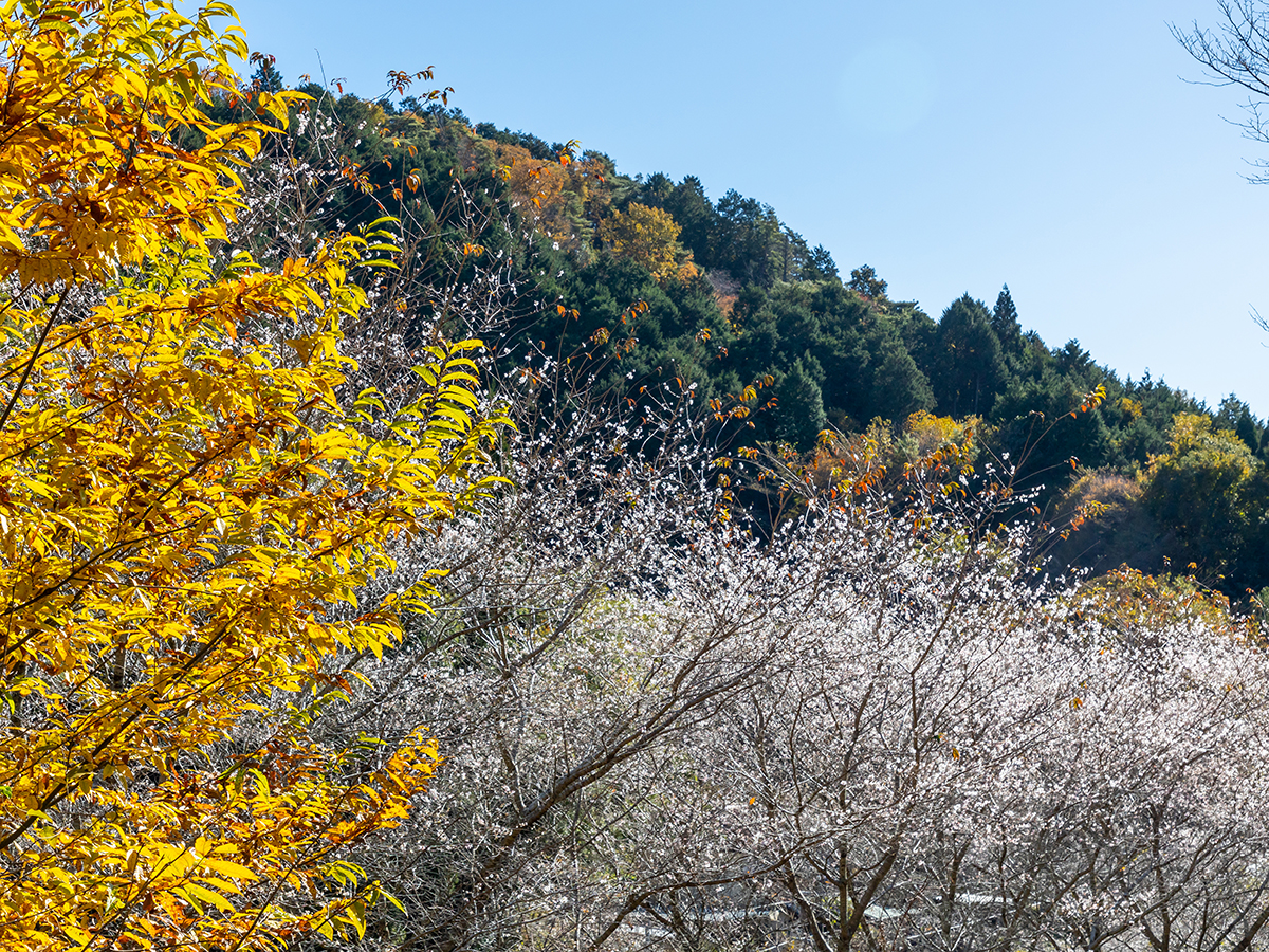 สวนโอบาระฟุเรไอ