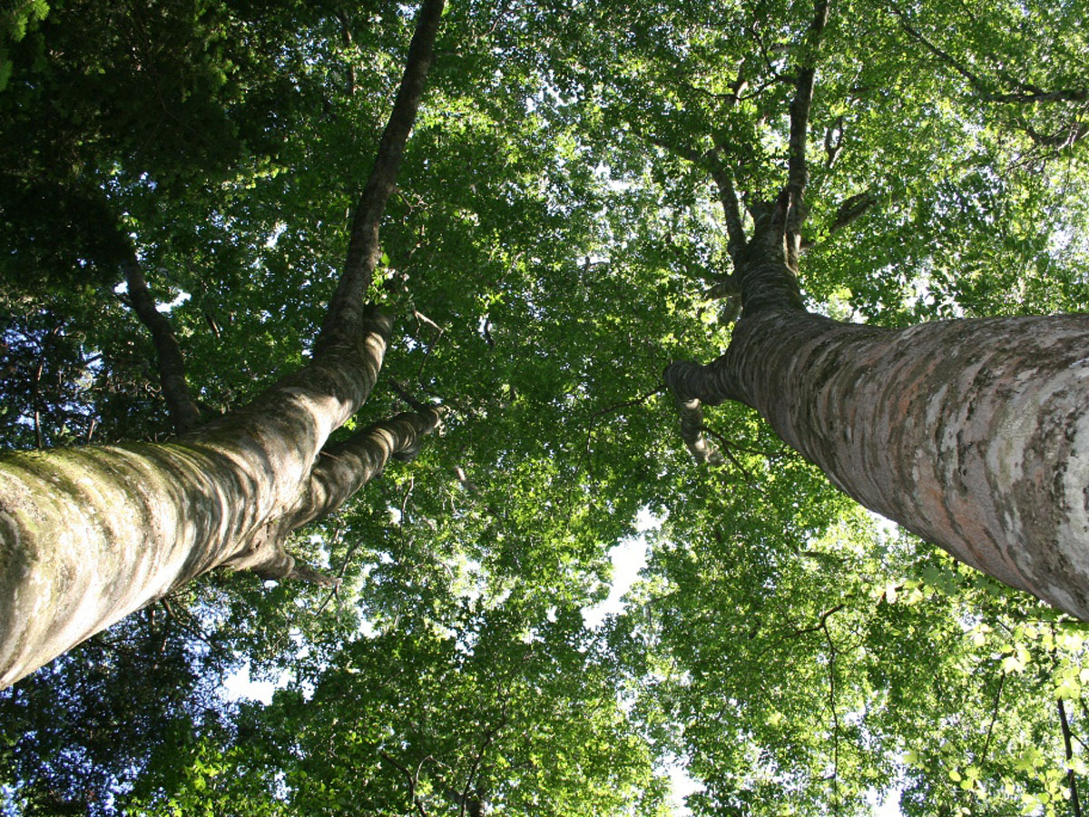Dando Uradani Old-Growth Forest (Kirara no Mori Forest)