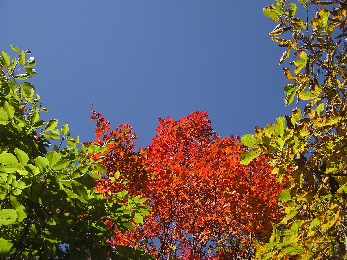 Dando Uradani Old-Growth Forest (Kirara no Mori Forest)