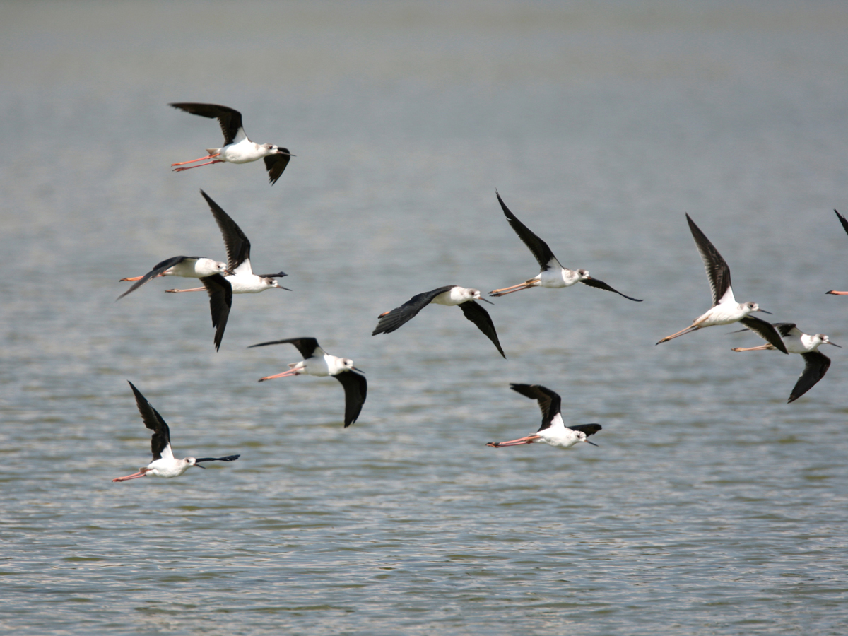 Aichi Prefectural Yatomi Wild Bird Sanctuary