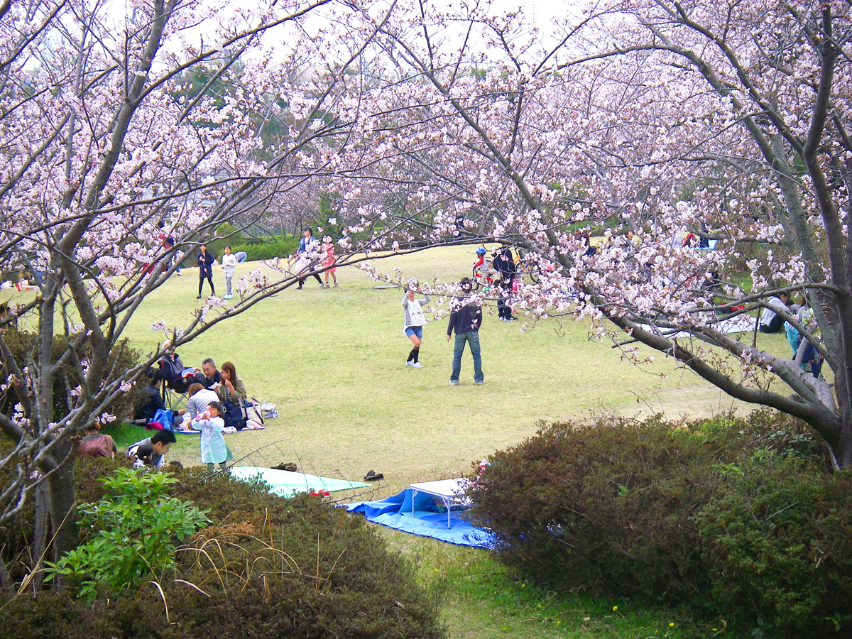 大高綠地