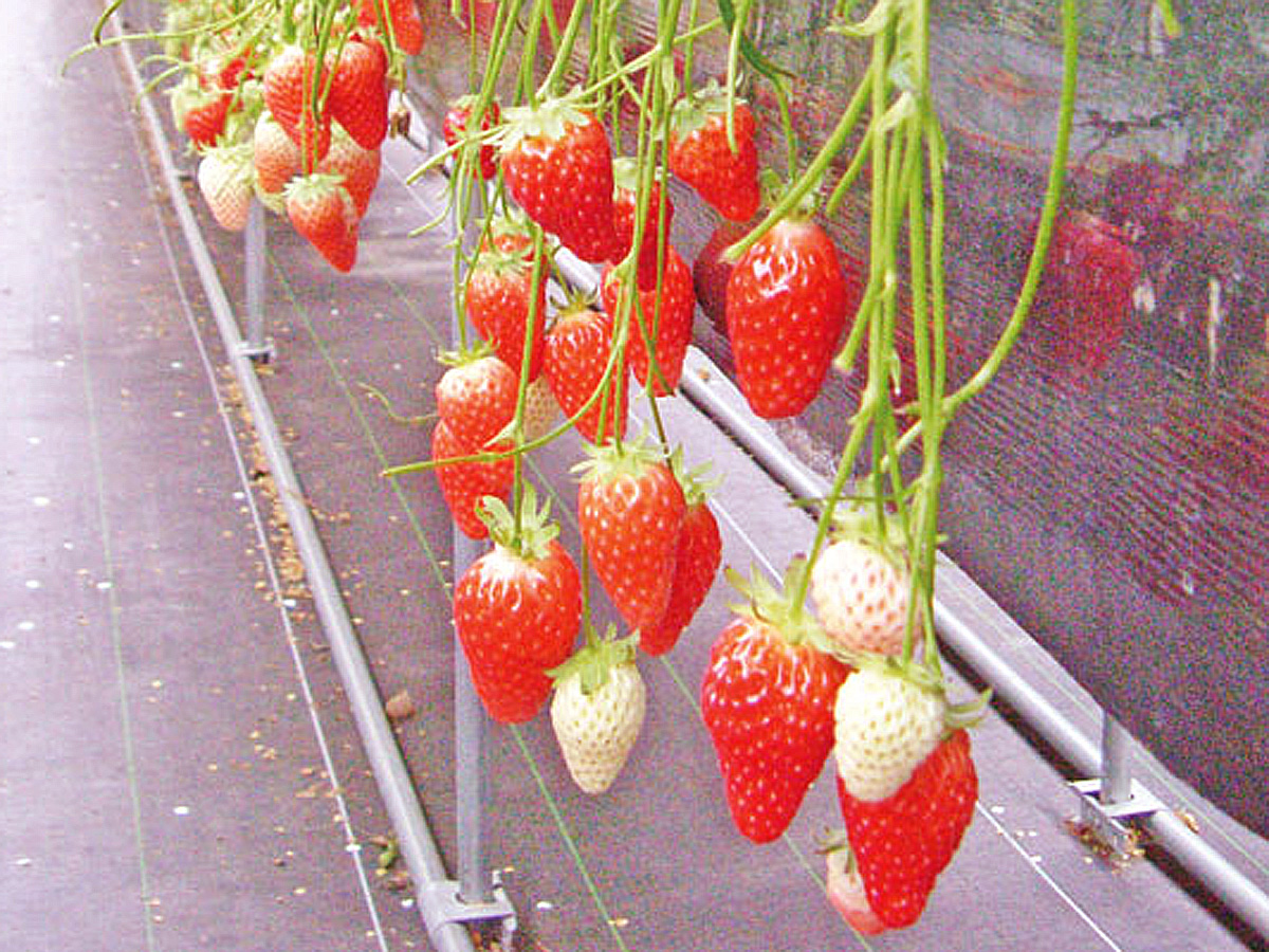Strawberry Picking