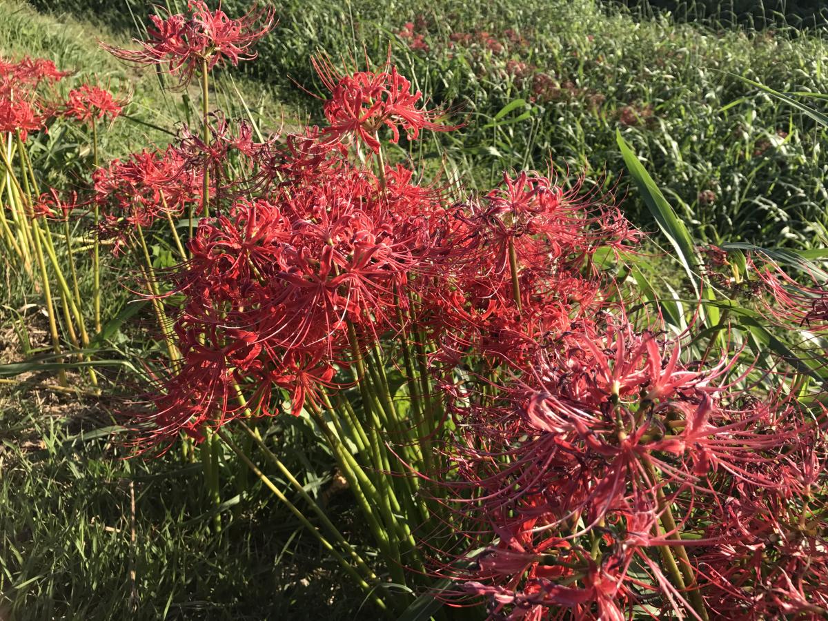矢勝川(彼岸花)