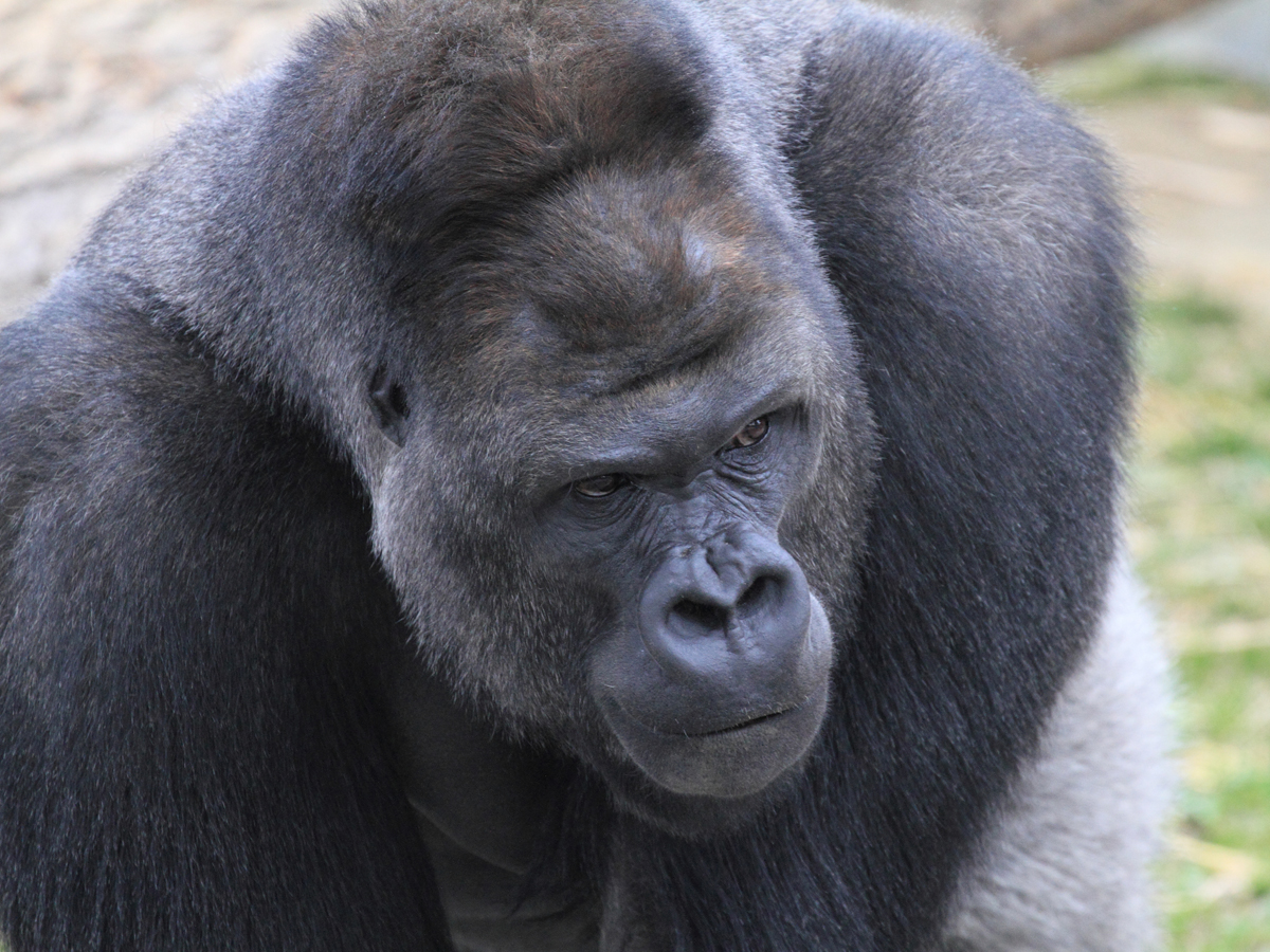 Higashiyama Zoo and Botanical Gardens and Higashiyama Sky Tower