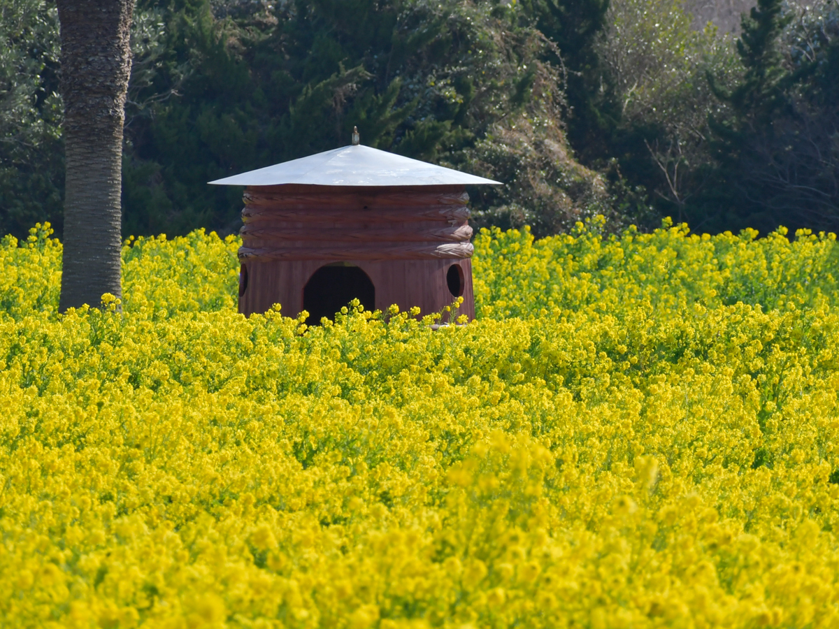 Irago Nanohana Garden: Nanohana Festival