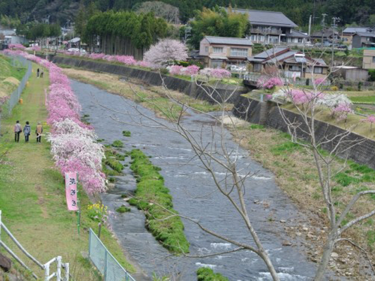 しだれ花桃の里