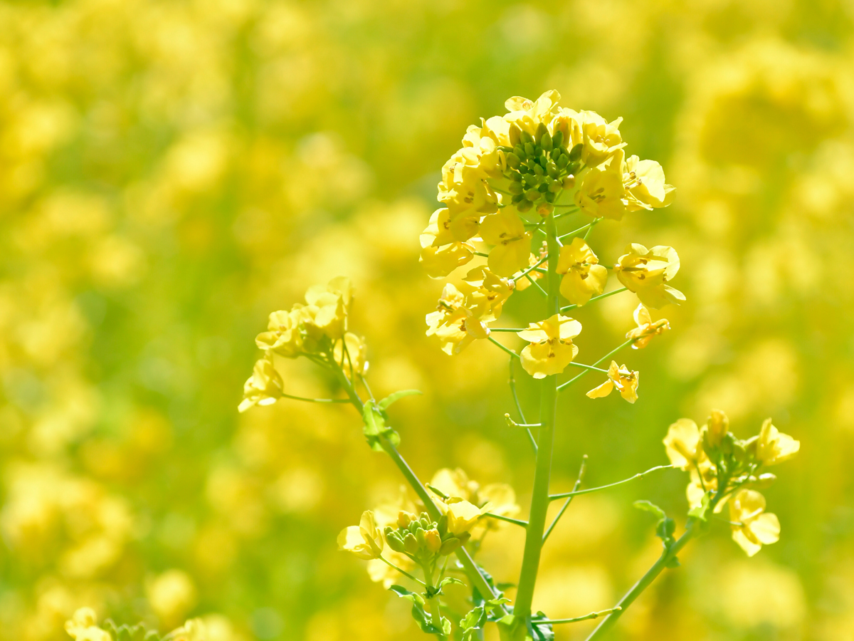 伊良湖菜の花ガーデン