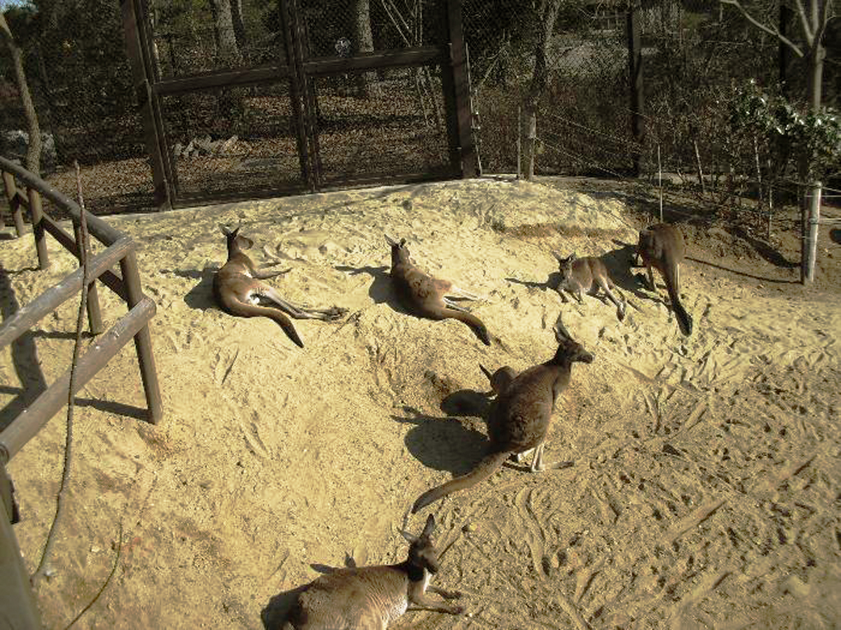 豊橋総合動植物公園,のんほいパーク