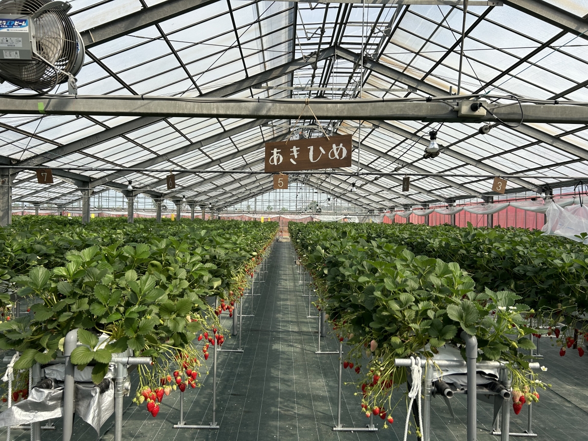 farmいちごろ
