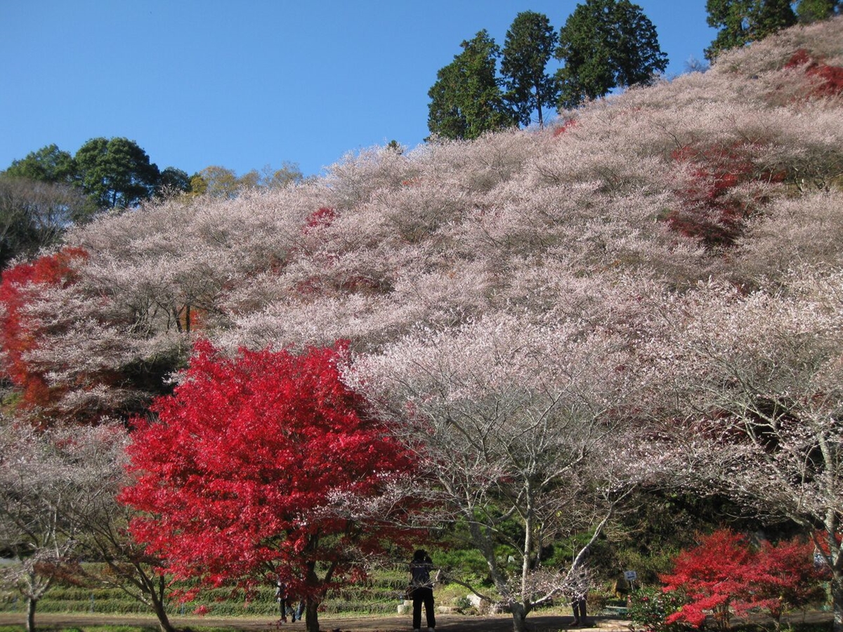 小原ふれあい公園・四季桜