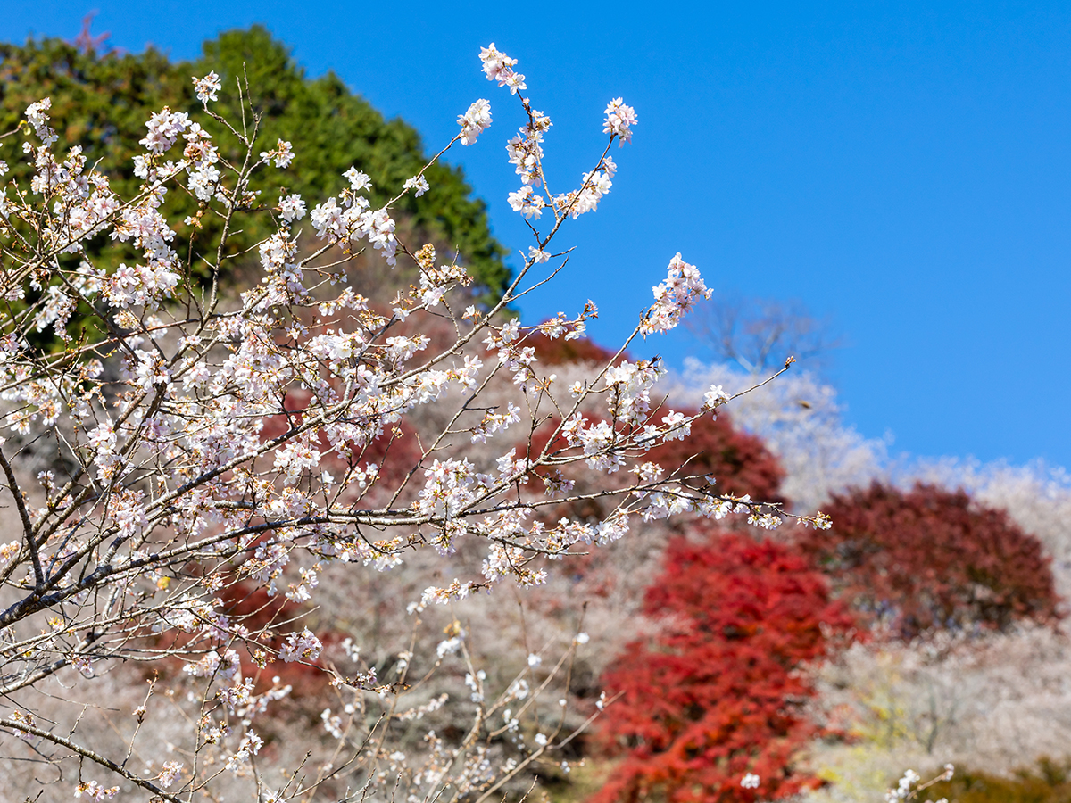 川見四季桜の里