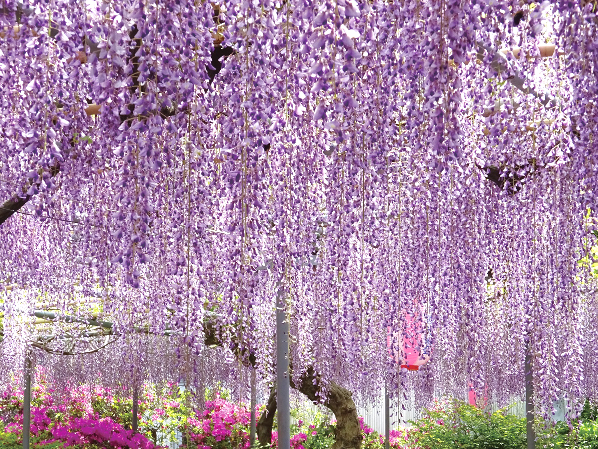 広藤園