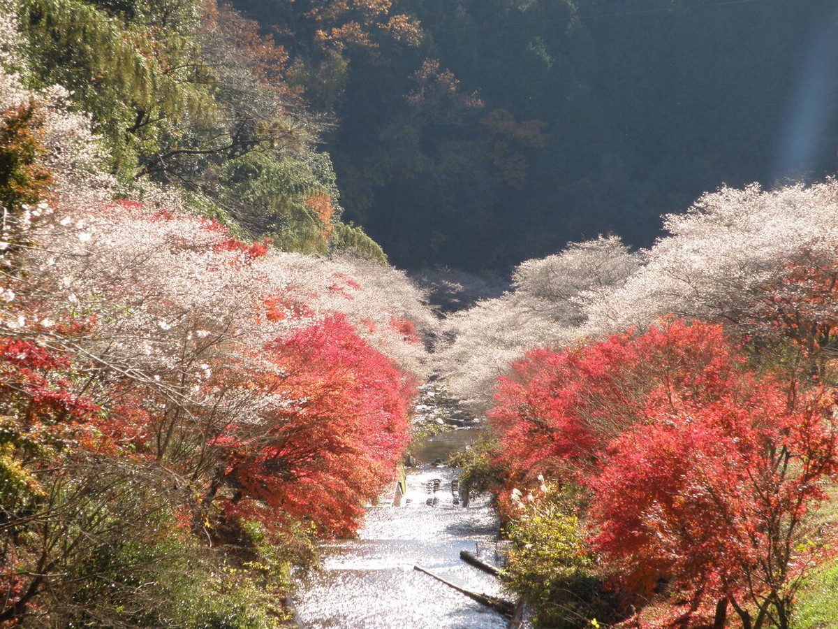 川見四季桜の里
