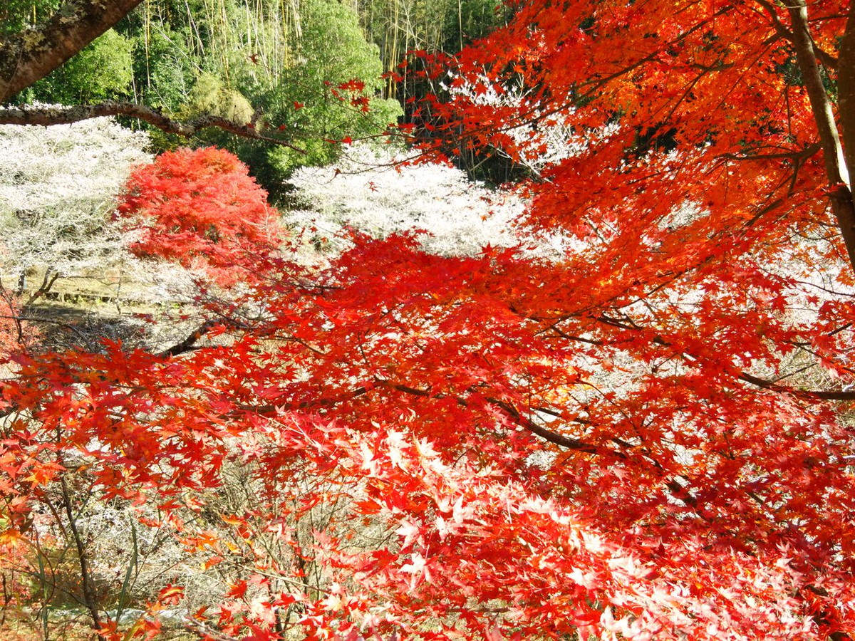 川見四季桜の里