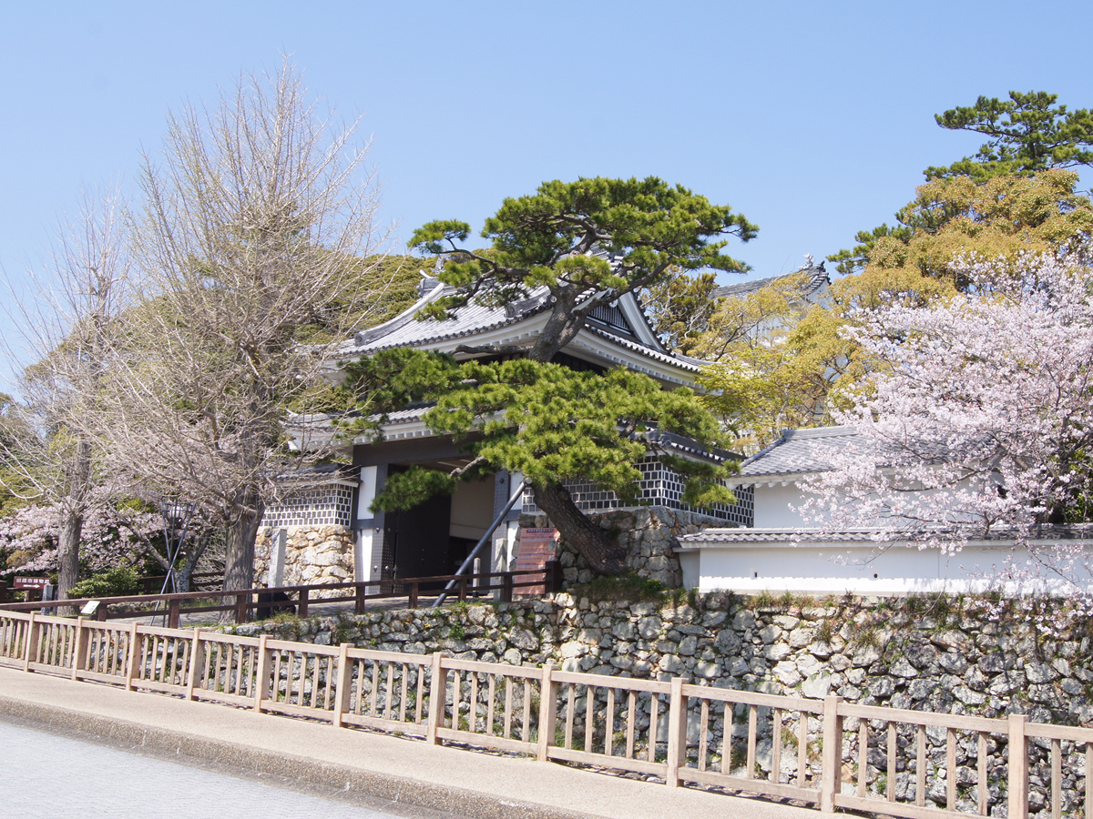 田原城跡（田原市博物館）桜