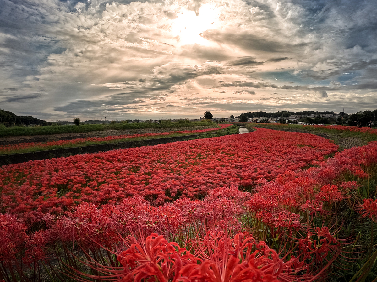 矢勝川（彼岸花）