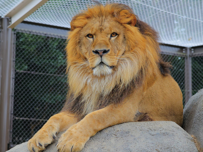豊橋総合動植物公園(のんほいパーク)