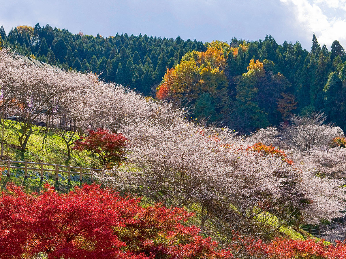 小原ふれあい公園・四季桜