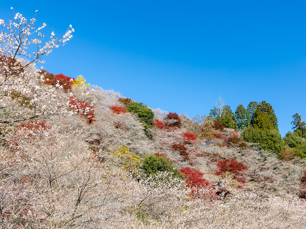川見四季桜の里