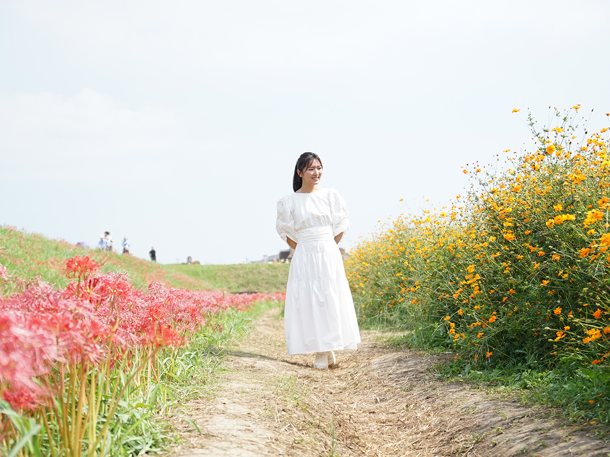矢勝川（彼岸花）