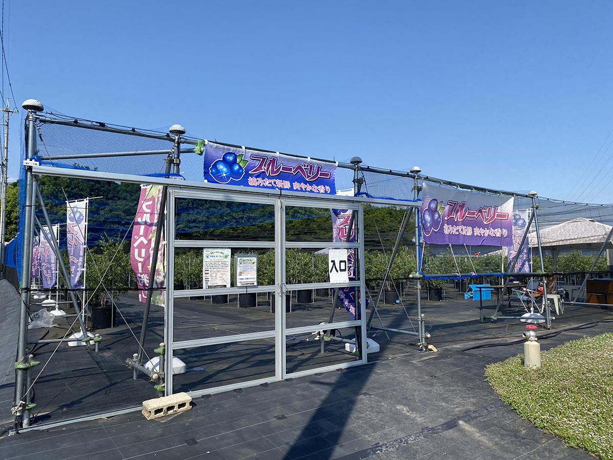 中田の丘ファーム ブルーベリー農園