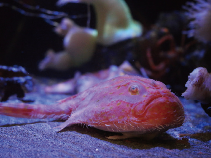 竹島水族館