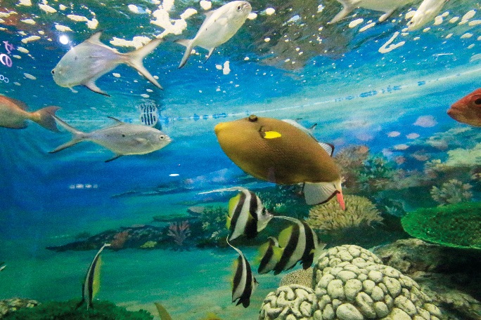 碧南海浜水族館